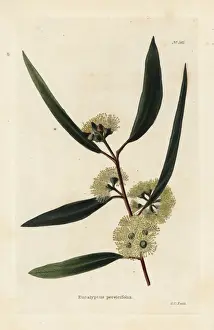 Cooke Prints: Blackbutt, Eucalyptus pilularis