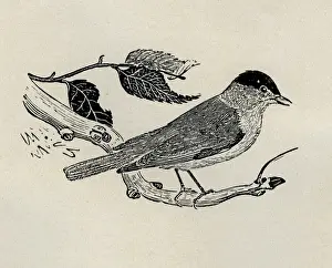 Blackcap