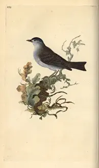 Blackcap Prints: Blackcap, Sylvia atricapilla