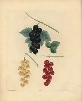Pomonabritannica Prints: Blackcurrant, Dutch redcurrant and white currant