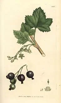 Currant Prints: Blackcurrant, Ribes nigrum