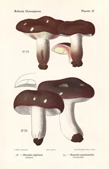 Fungus Collection: Blackening brittlegill and charcoal burner