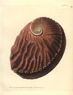 Blacklip abalone, Haliotis rubra