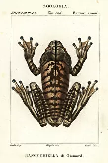 Blacksmith tree frog, Hypsiboas faber