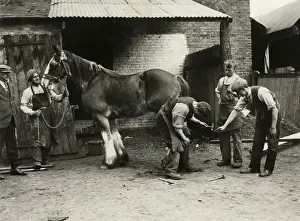 Blacksmith Prints: BLACKSMITHS / SHIRE HORSE