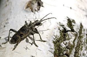 Antennae Gallery: Blackspotted pliers support beetle, adult, on birch-bark