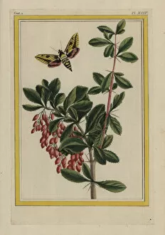 Prunus Gallery: Blackthorn, Prunus spinosa, with sphinx moth