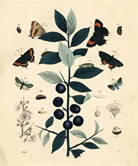 Prunus Gallery: Blackthorn tree with brown and black hairstreak butterflies