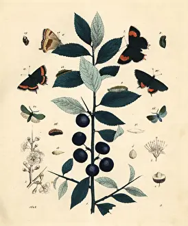 Blackthorn tree with brown and black hairstreak butterflies