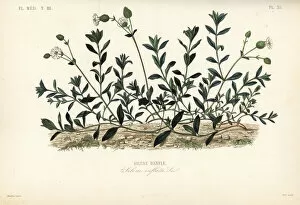 Silene Collection: Bladder campion, Silene vulgaris