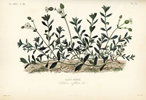 Silene Collection: Bladder campion, Silene vulgaris