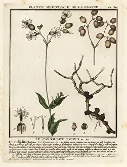 Bladder campion, Silene vulgaris