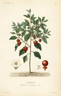 Bladder cherry or Chinese lantern, Physalis alkekengi