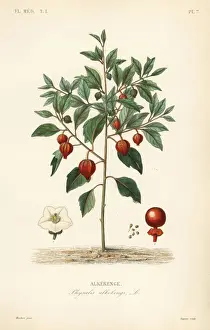 Strawberry Prints: Bladder cherry or Chinese lantern, Physalis alkekengi