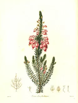 Bladder heath, Erica physodes