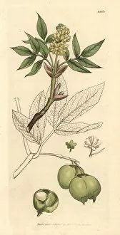 Pinnata Collection: Bladdernut, Staphylea pinnata