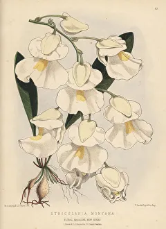 Epiphytic Prints: Bladderwort, Utricularia alpina