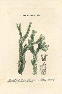 Botanist Collection: Bladderwrack, Fucus vesiculosus