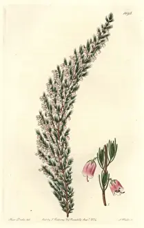 Bladdery stachys, Stachys inflata