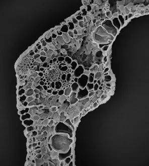 Bovinae Prints: Blade of grass from a cow