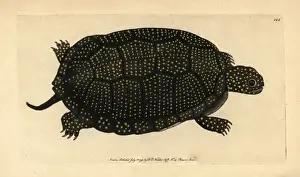 Blandings tortoise, Emydoidea blandingii Endangered