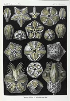 20th Century Gallery: Blastoidea; extinct stemmed echinoderm