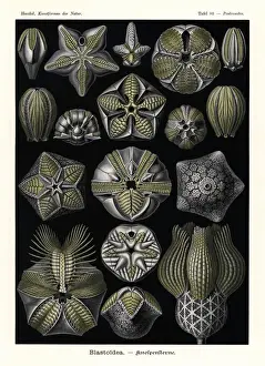 Blastoids or fossil extinct echinoderms