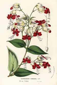 Bush Prints: Bleeding glory-bower, Clerodendrum thomsoniae