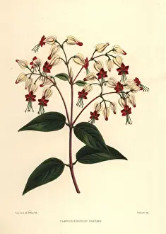 Bleeding glory-bower, Clerodendrum thomsoniae