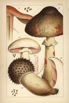 Bleeding mushroom and field mushrooms