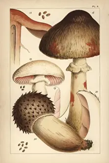 Bleeding mushroom and field mushrooms