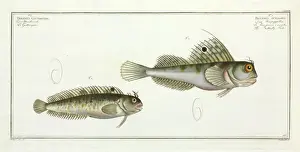 Blennius Prints: Blennius ocellaris or the Butterfly fish
