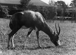 Antelopes Gallery: Blesbok Antelope