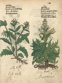 Acanthus Gallery: Blessed thistle, Carduus benedictus, and bear s
