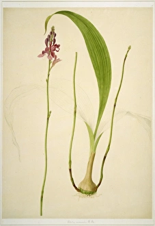 Francis Bauer Gallery: Bletia verecunda, tropical orchid