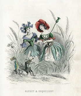 Animees Gallery: Bleuet Et Coquelicot