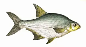 Bream Prints: Blicca bjoerkna, or Silver Bream