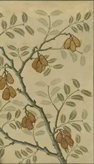 Sapindales Prints: Blighia sapida, ackee