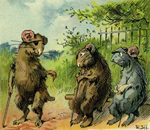 Images Dated 11th October 2011: Three Blind Mice