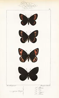 Alexis Collection: Blind ringlet, almond-eyed ringlet, Piedmont