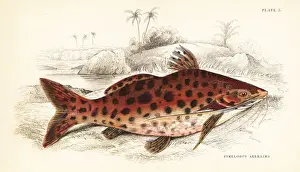 Blochs pim, Pimelodus blochii
