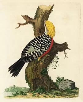 Blond-crested woodpecker, Celeus flavescens
