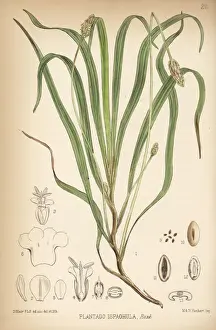 Plantain Prints: Blond plantain or desert Indianwheat, Plantago ovata