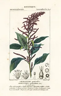 Shining Collection: Blood amaranth, Amaranthus cruentus
