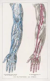 Veins Prints: Blood Circulation / Arms
