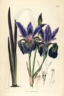 Bailey Gallery: Blood iris, Iris sanguinea