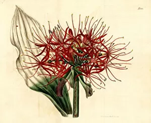 Lily Gallery: Blood lily, Scadoxus multiflorus