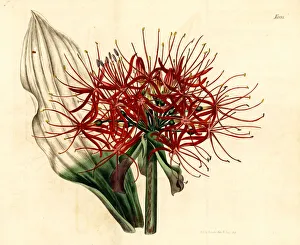 Lily Gallery: Blood lily, Scadoxus multiflorus