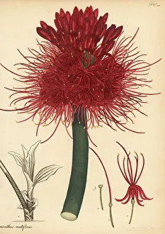 Lee And Kennedy Prints: Blood lily, Scadoxus multiflorus