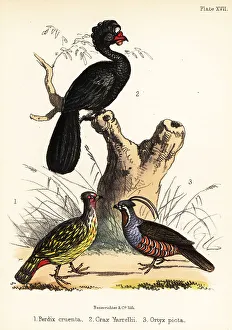 Ornithologist Prints: Blood pheasant, wattled curassow and mountain quail
